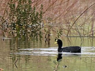  - Red-gartered Coot