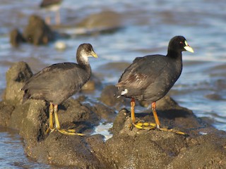  - Red-gartered Coot