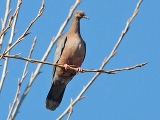  - Chilean Pigeon