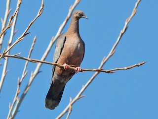 Молодая птица - Ariel Cabrera Foix - ML116086971