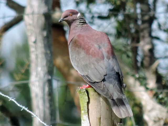 Adult - Chilean Pigeon - 