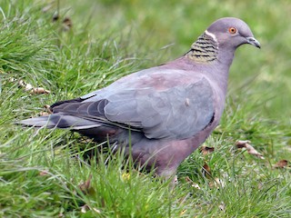  - Chilean Pigeon