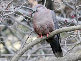  - Chilean Pigeon