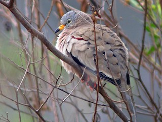  - Croaking Ground Dove