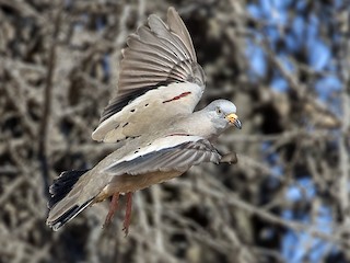  - Croaking Ground Dove