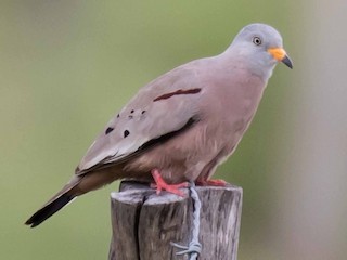  - Croaking Ground Dove