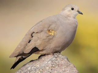  - Golden-spotted Ground Dove