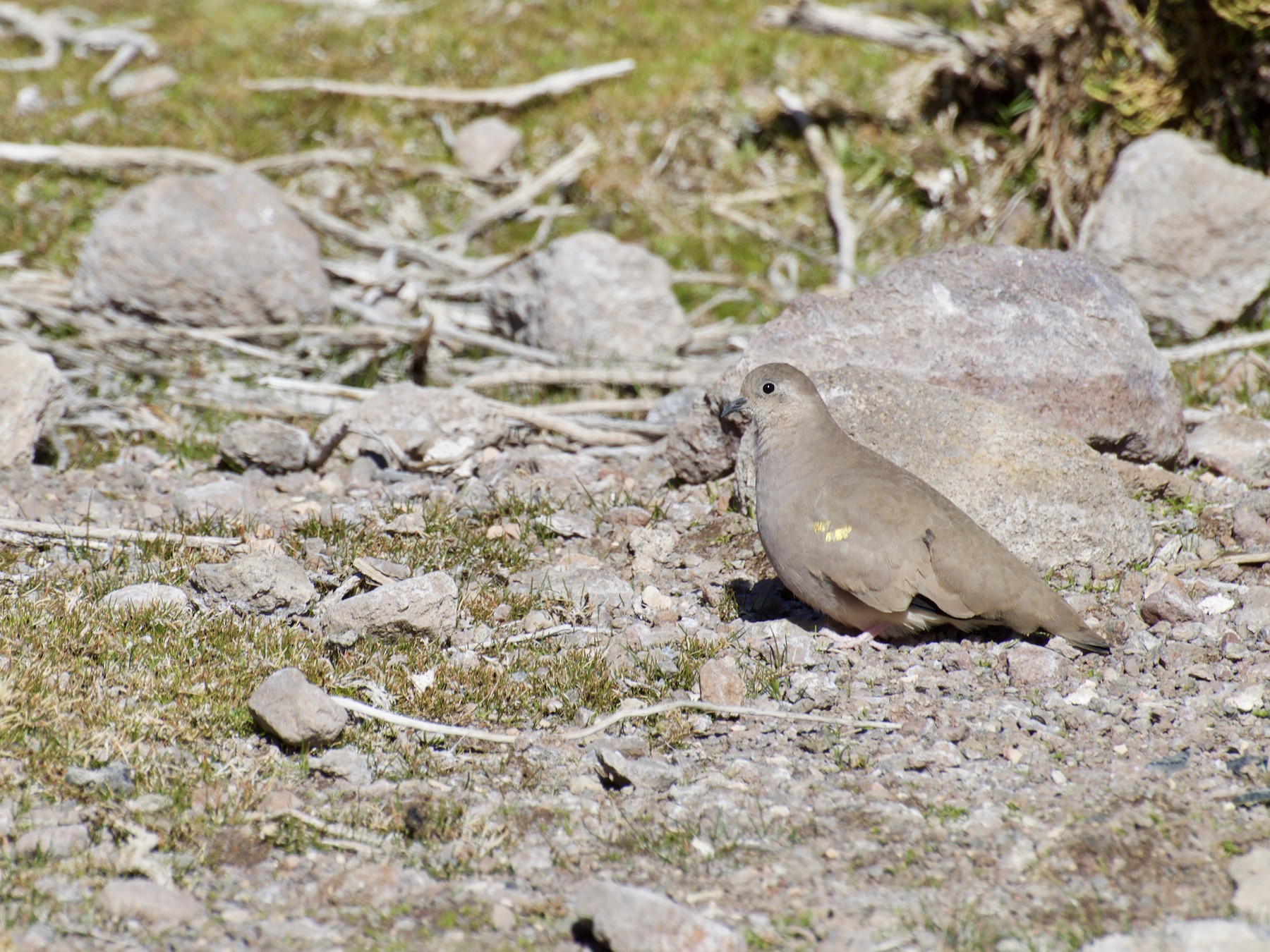 Golden-spotted Ground Dove - Erik Sandvig