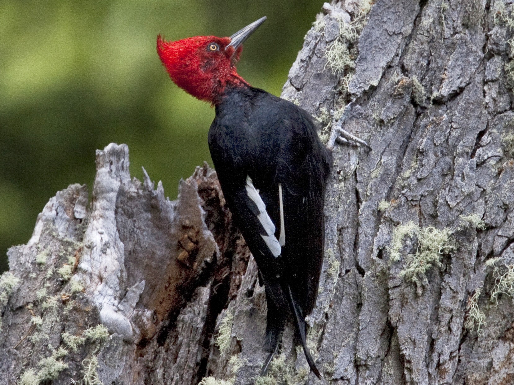 Magellanic Woodpecker - Brian Sullivan