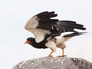  - Mountain Caracara