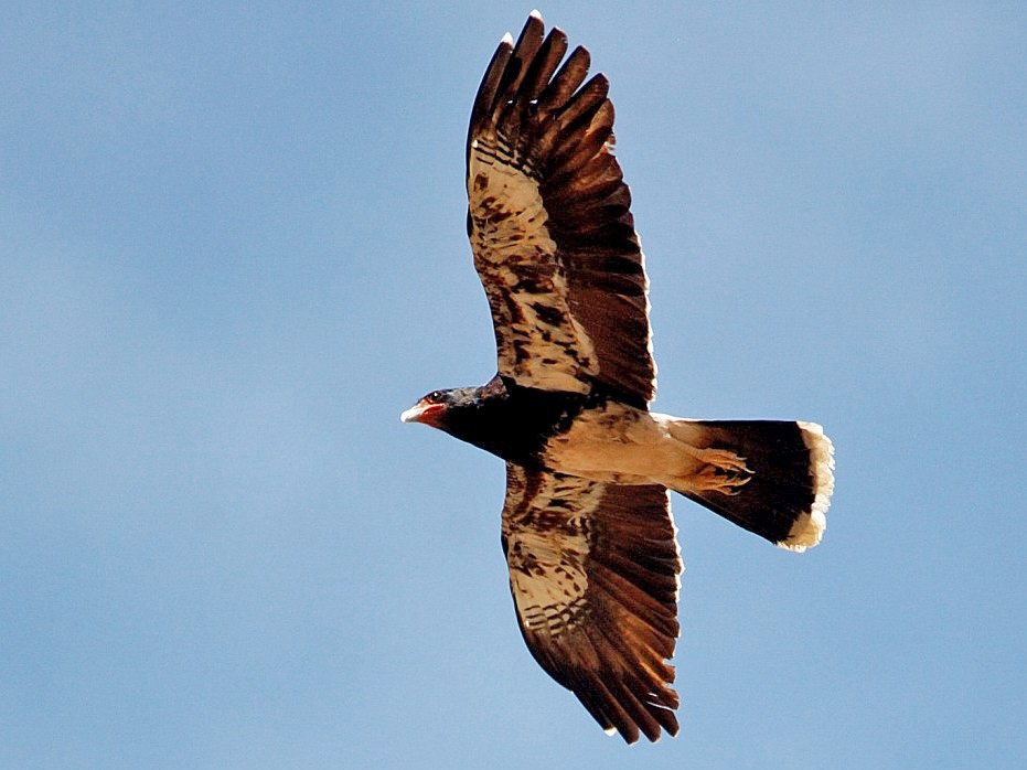 Mountain Caracara - Tor Egil Høgsås