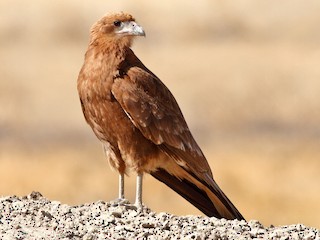  - Mountain Caracara