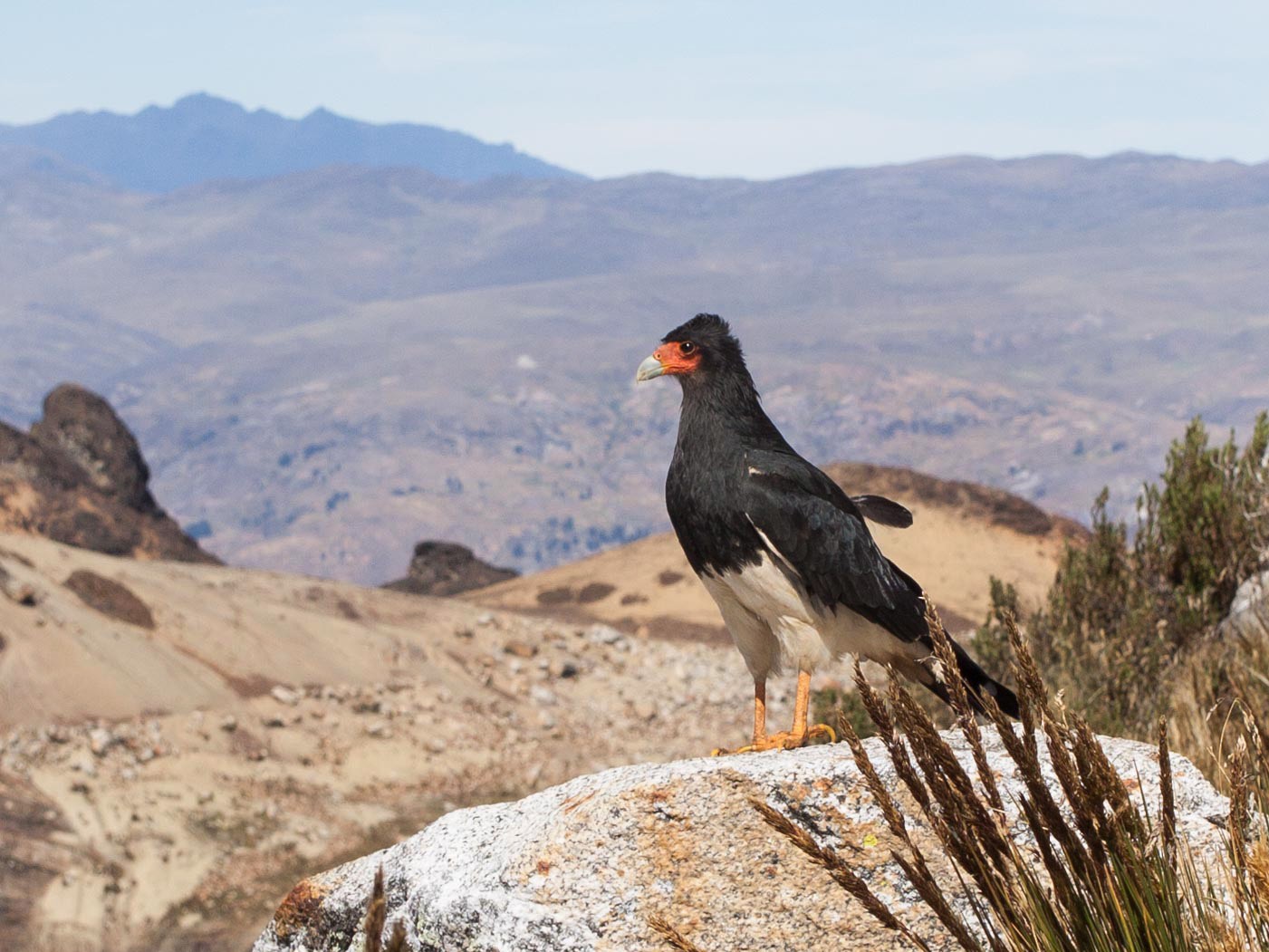 Mountain Caracara - Patrick Van Thull