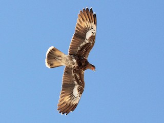  - Mountain Caracara