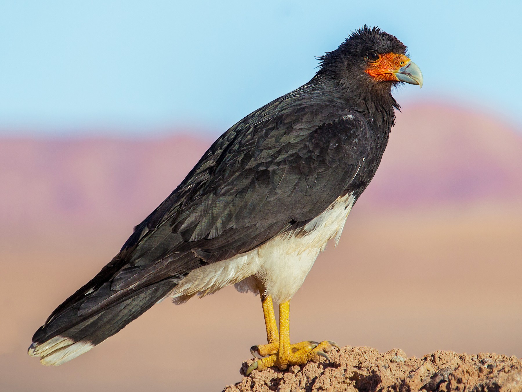 Mountain Caracara - Pio Marshall