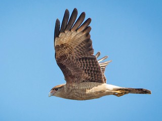  - Chimango Caracara