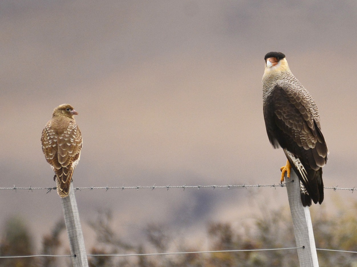 Chimango Caracara - Luiz Moschini