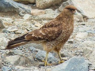  - Chimango Caracara