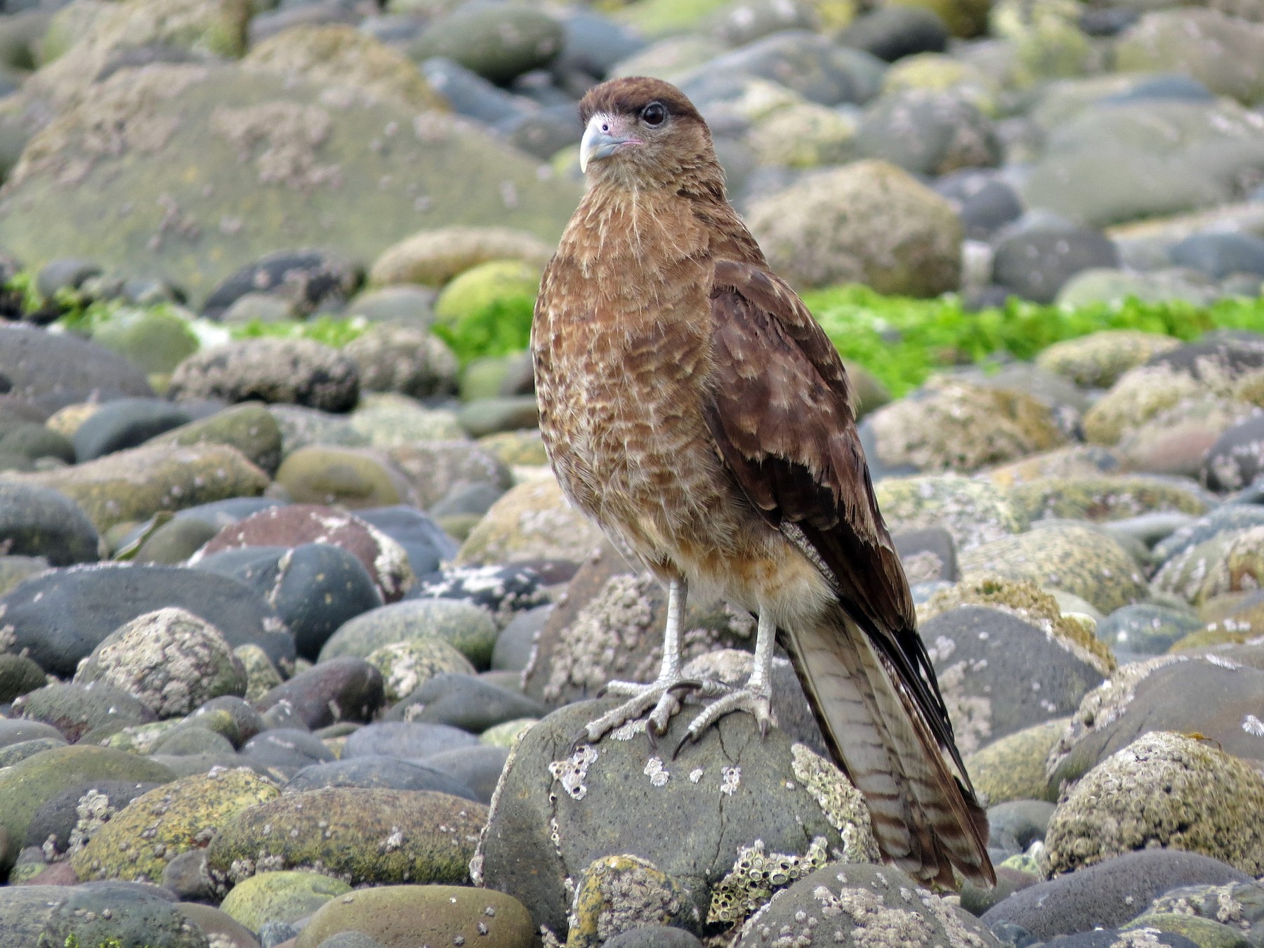 Chimango Caracara - Tom Edell