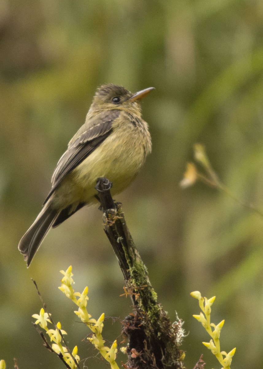Ochraceous Pewee - Leandro Arias