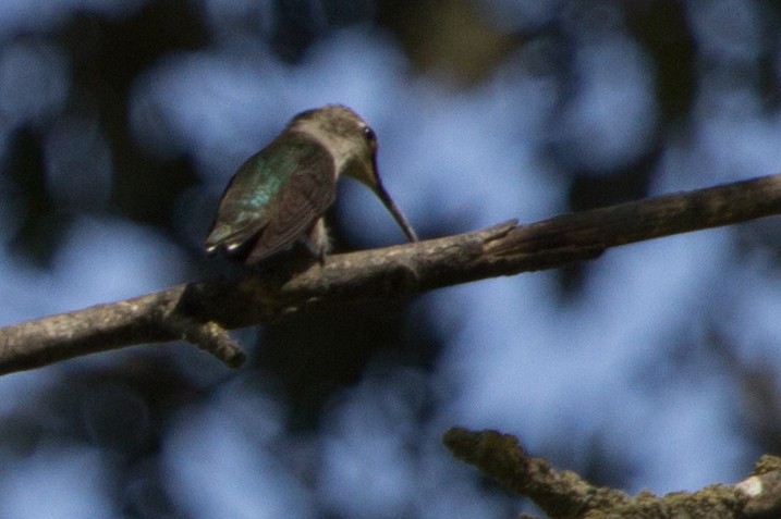 Black-chinned Hummingbird - ML116090271