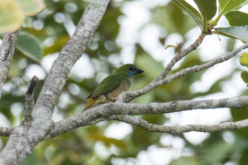 Pin-tailed Parrotfinch - Wich’yanan Limparungpatthanakij