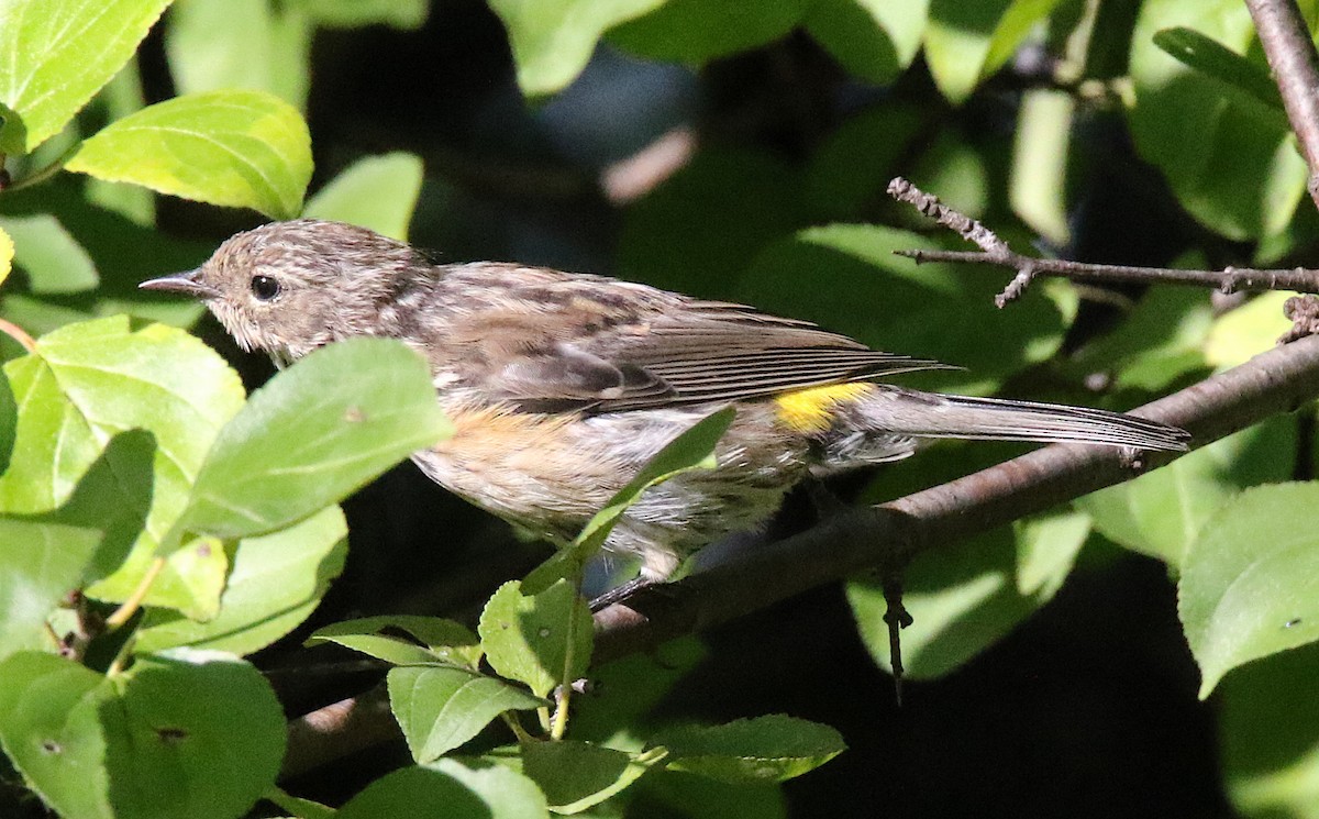Yellow-rumped Warbler - Brian Tychie