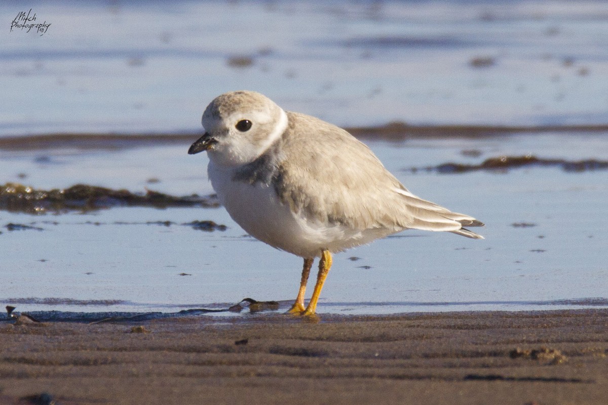 Piping Plover - ML116093261