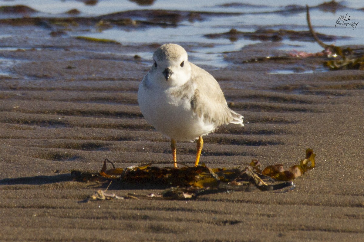 Piping Plover - ML116093271