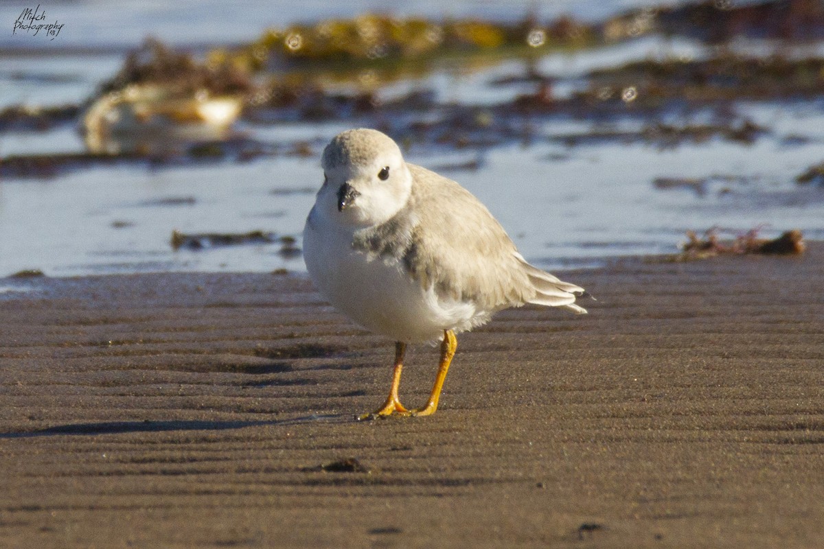 Piping Plover - ML116093311