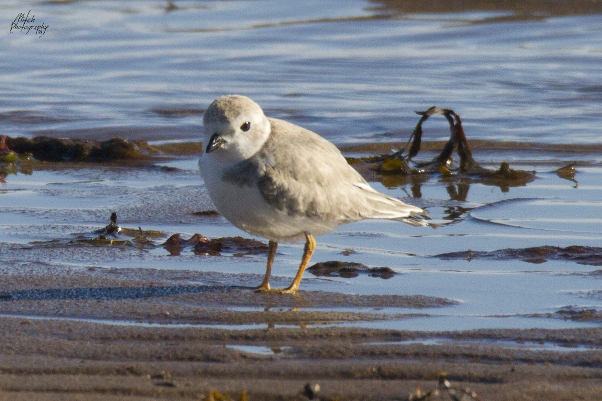 Piping Plover - ML116093351