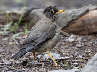 - Austral Thrush