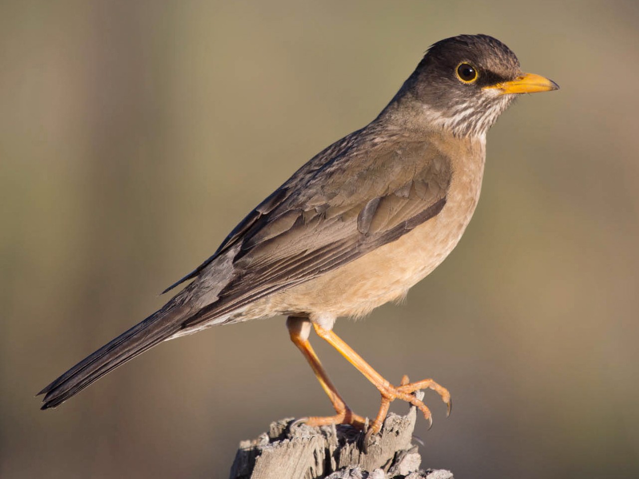 Zorzal Patagónico - eBird Argentina