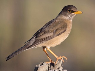  - Austral Thrush