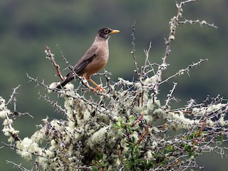  - Austral Thrush