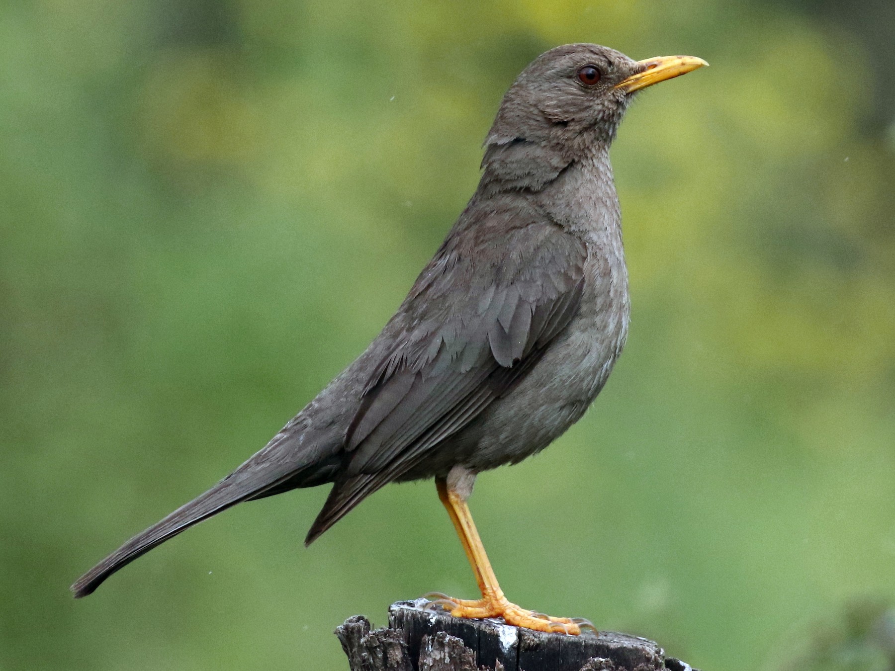 Chiguanco Thrush - Douglas Faulder