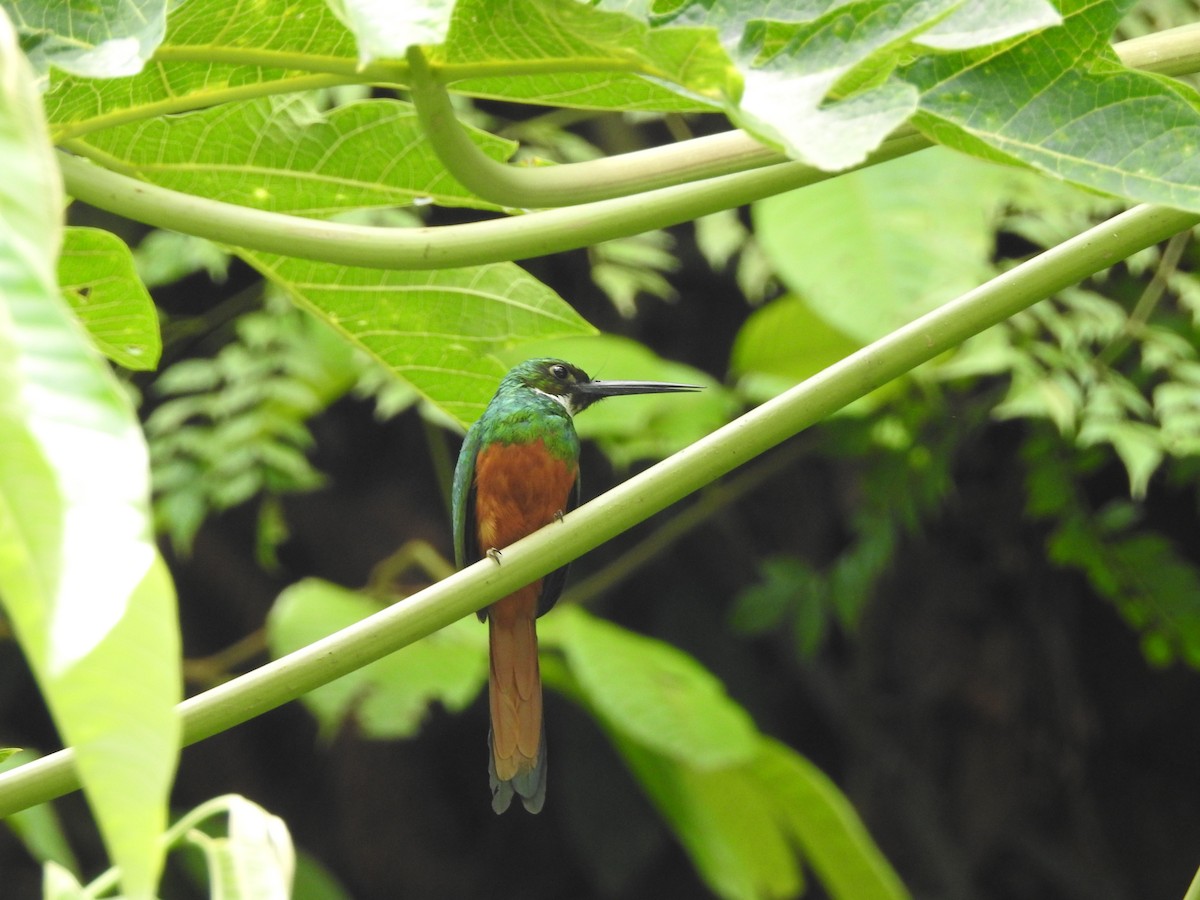 Rufous-tailed Jacamar - Diego Solarte