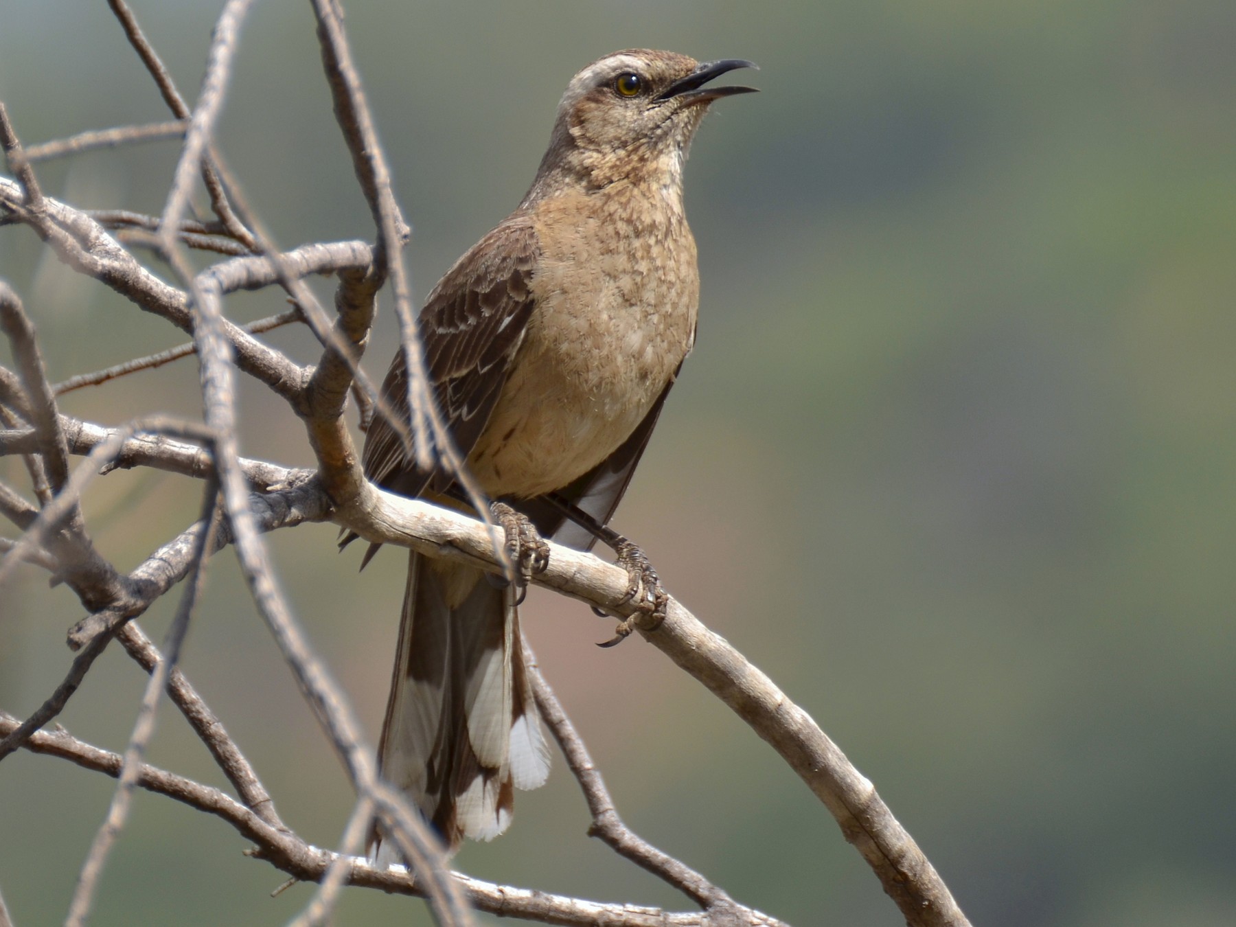 Chilean Mockingbird - Pablo Gutiérrez Maier