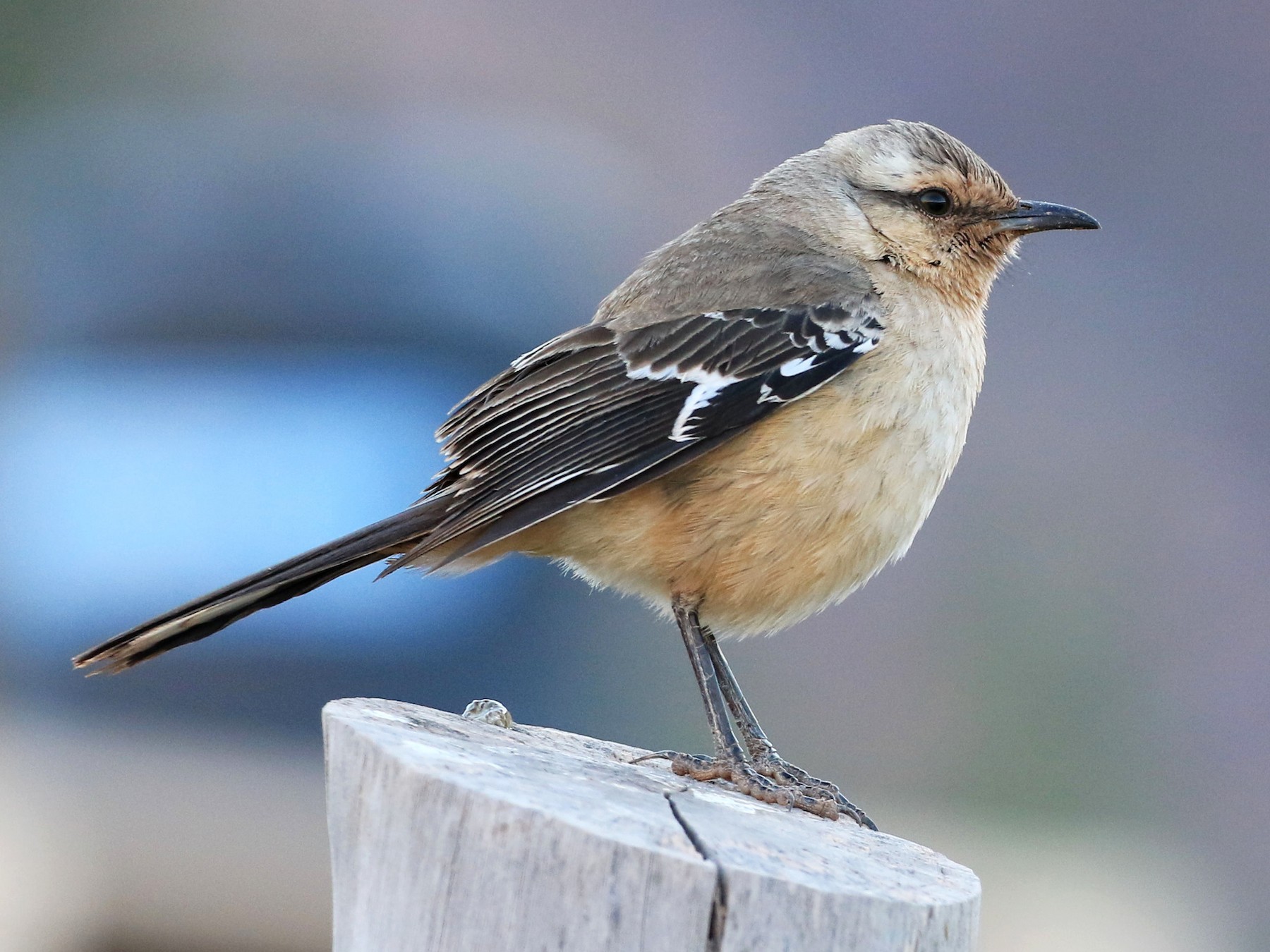 パタゴニアマネシツグミ Ebird