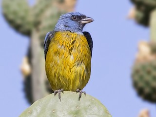 雄鳥 (Blue-and-yellow) - Pio Marshall - ML116096611