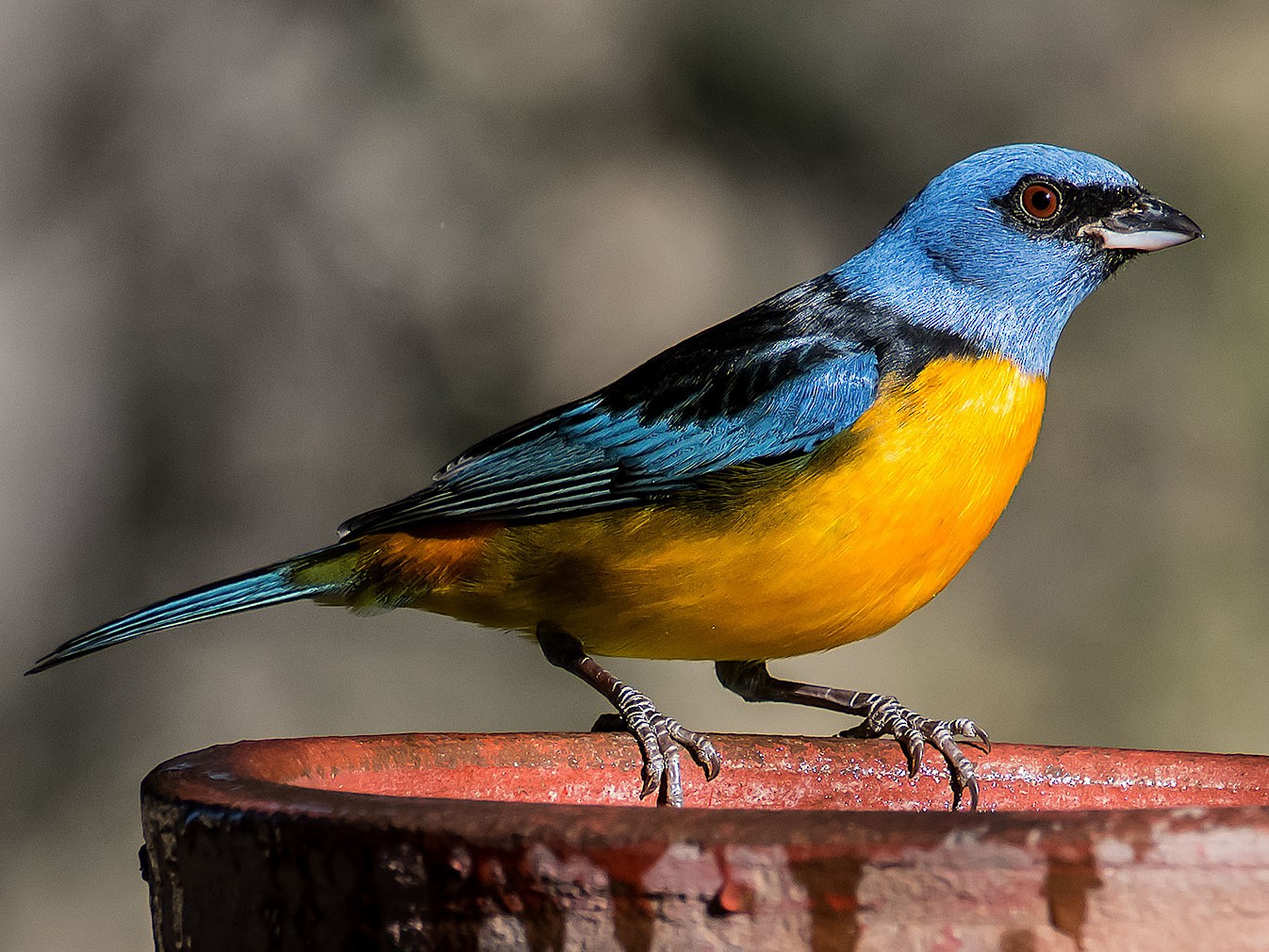 Yellow And Blue Parakeet