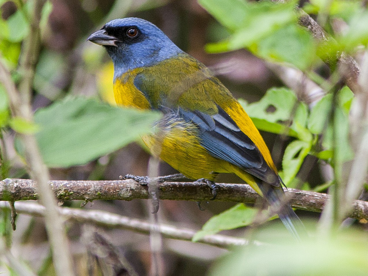 Blue-and-yellow Tanager - Bradley Hacker 🦜