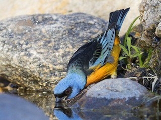 雄鳥 (Blue-and-yellow) - Evangelina Indelicato - ML116096681