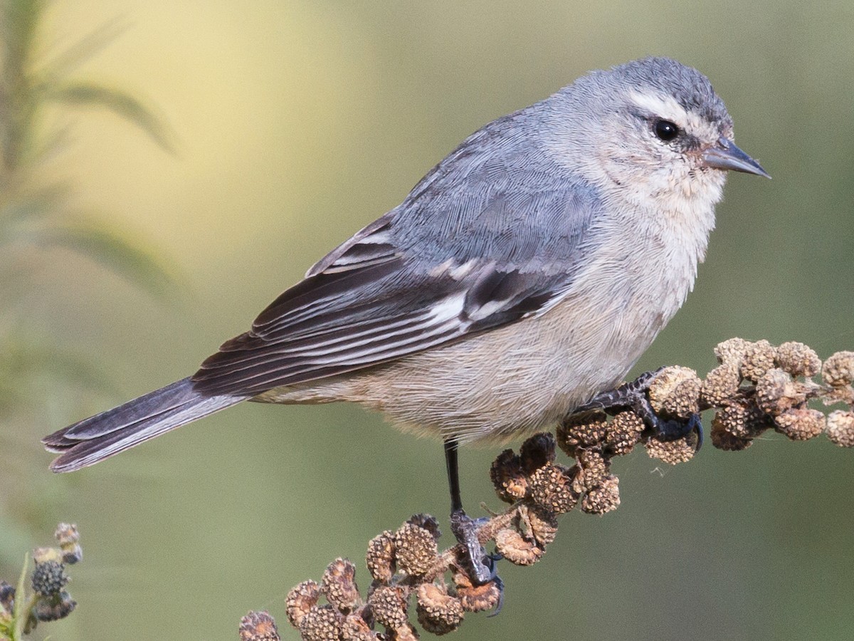 Cinereous Conebill - Conirostrum Cinereum - Birds Of The World