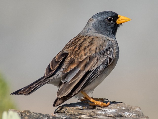 豚bird Photos - Band-tailed Sierra Finch - Rhopospina alaudina