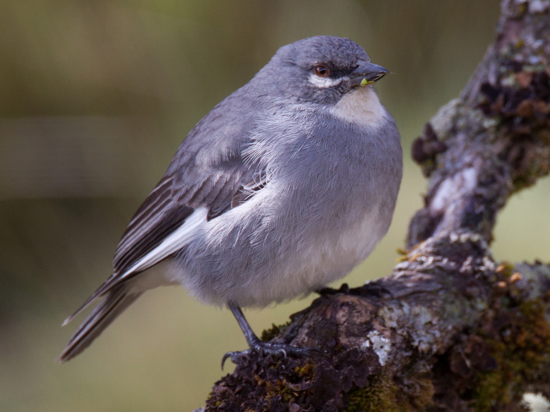 Glacier Finch - Chris Wood