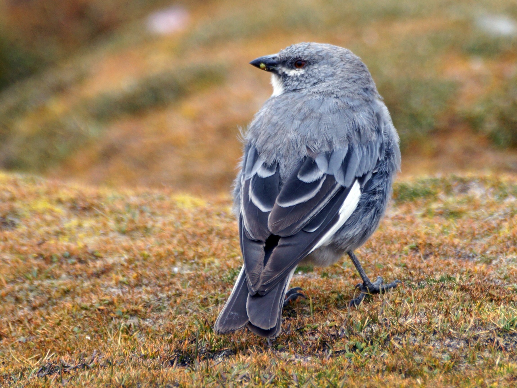 Glacier Finch - Eduardo Quintanilla