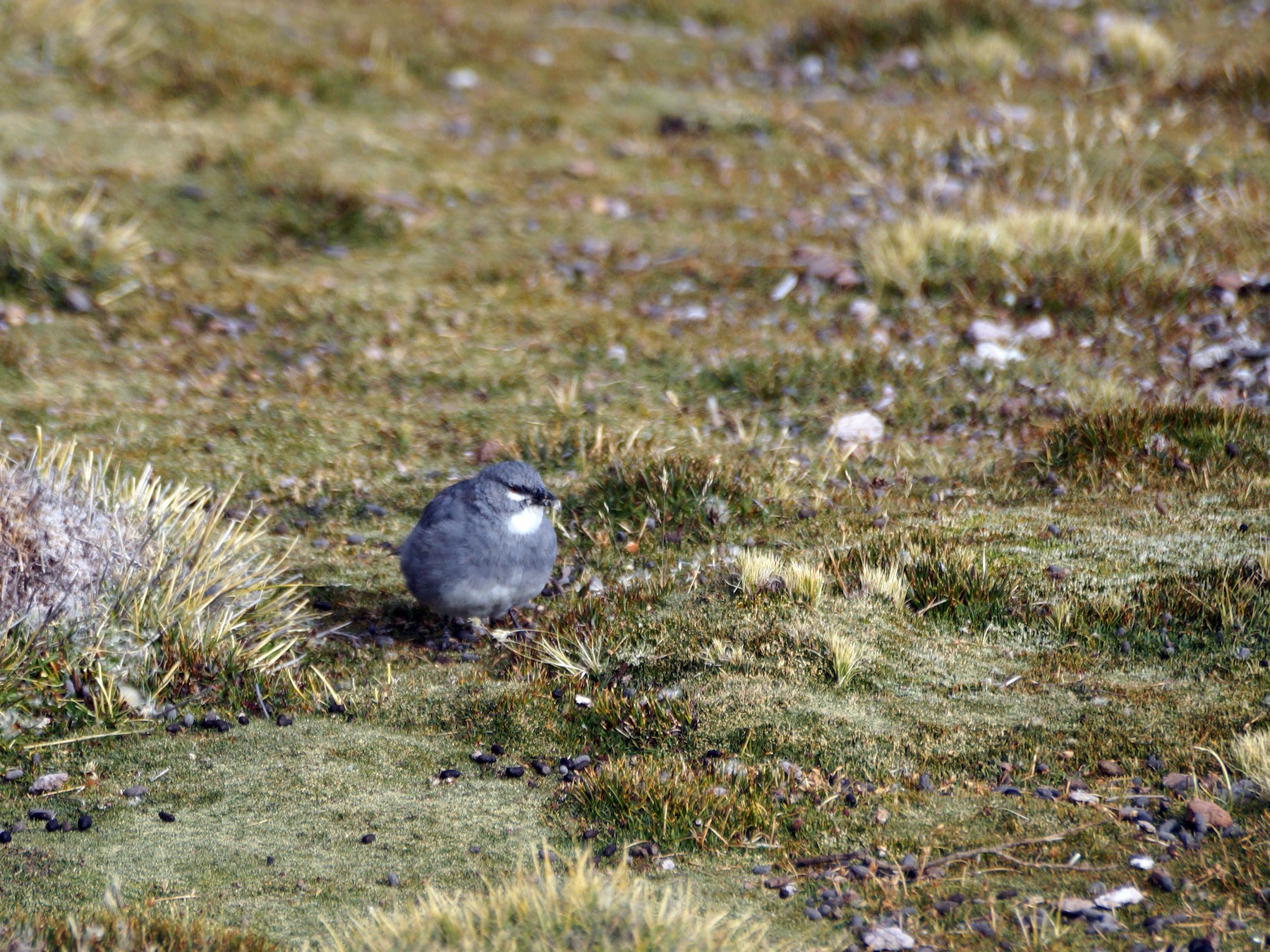 Glacier Finch - Eduardo Quintanilla