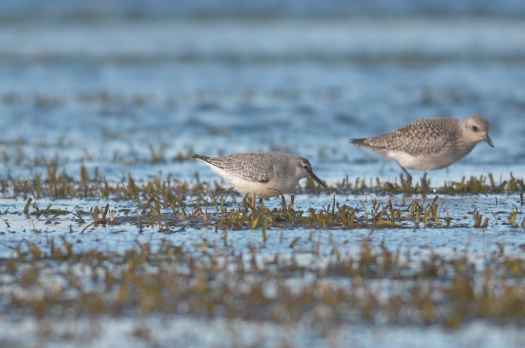 Red Knot - ML116101301