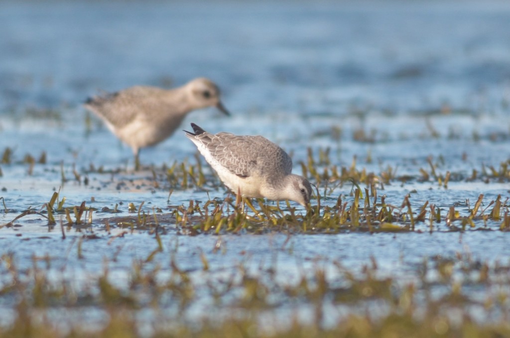 Red Knot - ML116101311